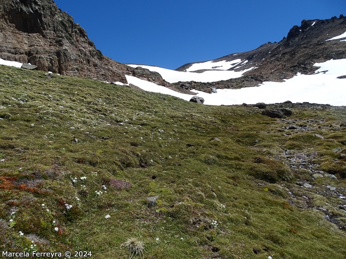 <i>Primula comberi </i>