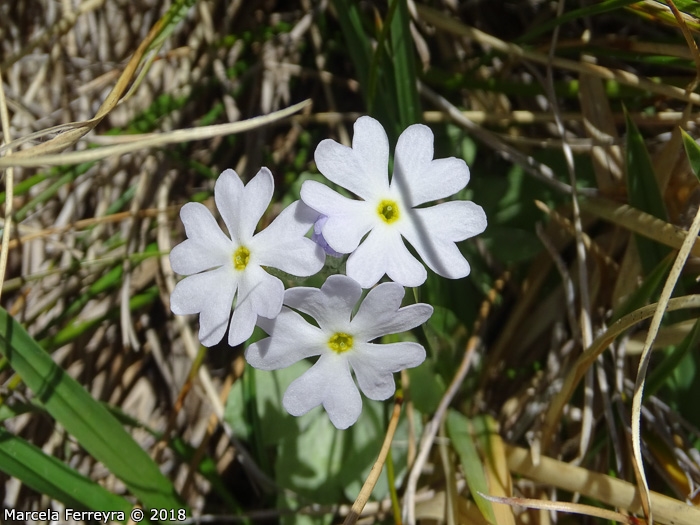 <i>Primula comberi </i>