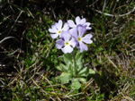 <i>Primula comberi </i>