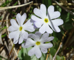 <i>Primula comberi </i>