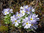 <i>Primula comberi </i>