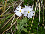 <i>Primula comberi </i>