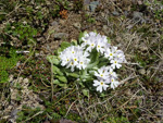 <i>Primula comberi </i>