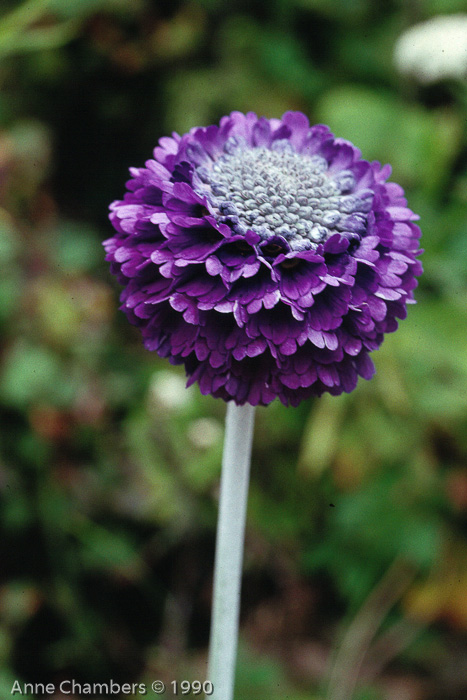 <i>Primula crispata </i>