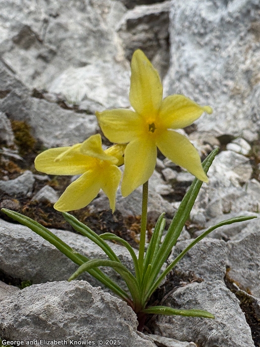 <i>Primula crocifolia </i>