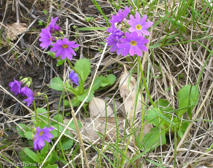 cuneifolia ssp cuneifolia