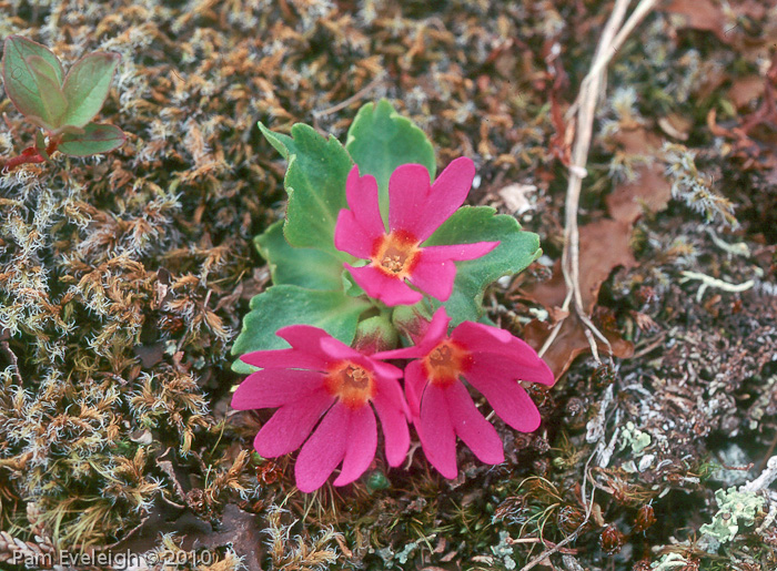cuneifolia ssp saxifragifolia