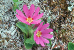 cuneifolia ssp saxifragifolia