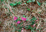 cuneifolia ssp saxifragifolia