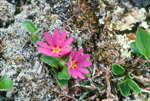 cuneifolia ssp saxifragifolia