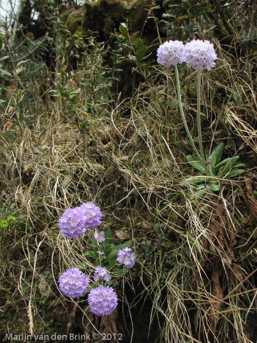 <i>Primula denticulata </i>