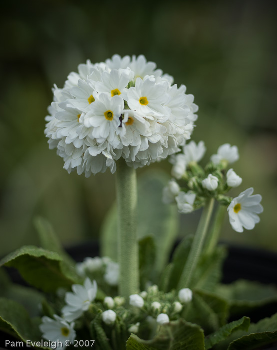 <i>Primula denticulata </i>