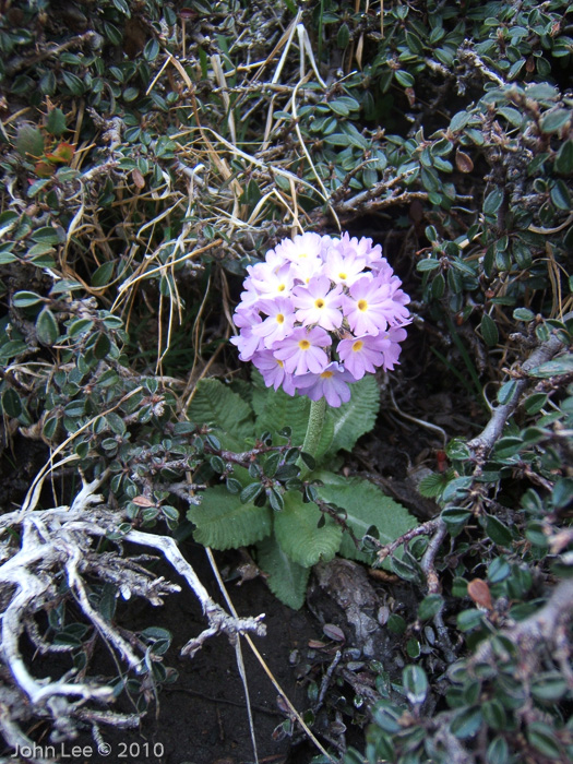 <i>Primula denticulata </i>