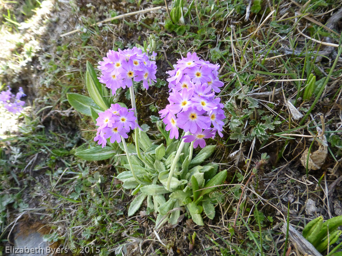 <i>Primula denticulata </i>