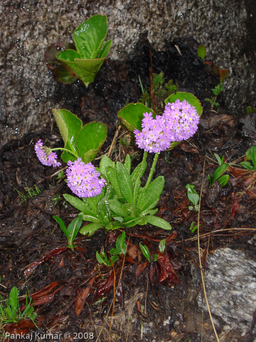 <i>Primula denticulata </i>