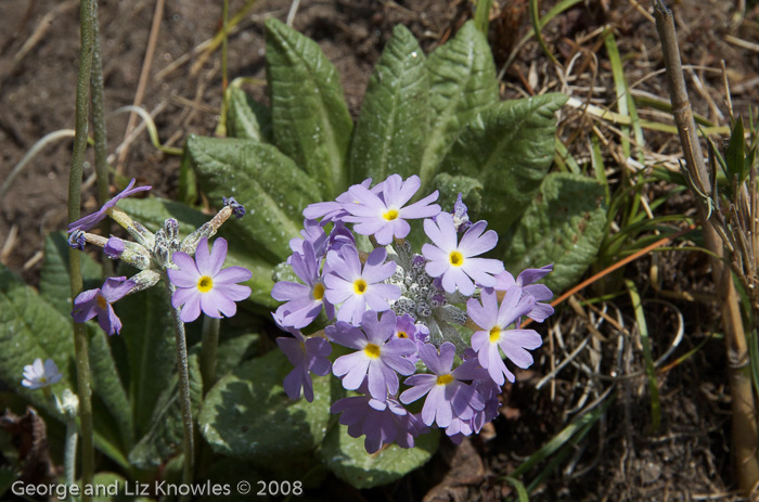 <i>Primula denticulata </i>