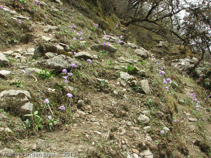 <i>Primula denticulata </i>