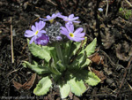 <i>Primula denticulata </i>