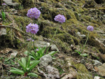 <i>Primula denticulata </i>