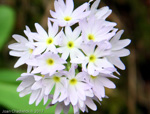 <i>Primula denticulata </i>