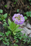 <i>Primula denticulata </i>