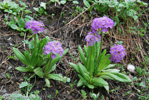 <i>Primula denticulata </i>