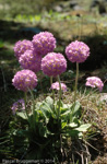 <i>Primula denticulata </i>