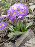 <i>Primula denticulata </i>