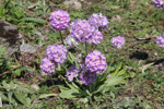 <i>Primula denticulata </i>