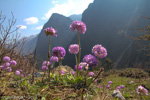 <i>Primula denticulata </i>