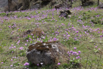 <i>Primula denticulata </i>