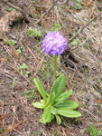 <i>Primula aff cachemiriana </i>