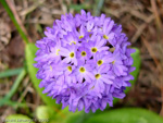 <i>Primula aff cachemiriana </i>