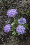 <i>Primula denticulata </i>