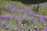 <i>Primula denticulata </i>