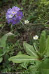 <i>Primula denticulata </i>