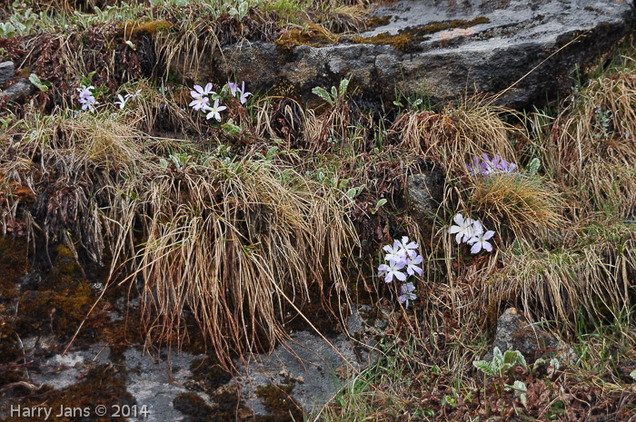 Primula deuteronana