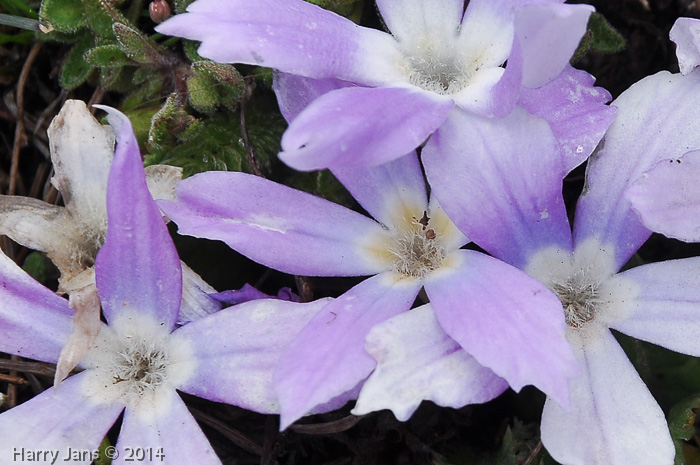 Primula deuteronana