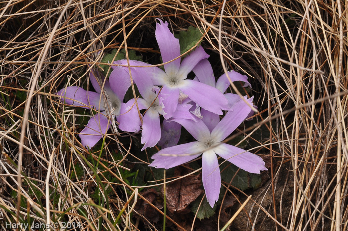 Primula deuteronana