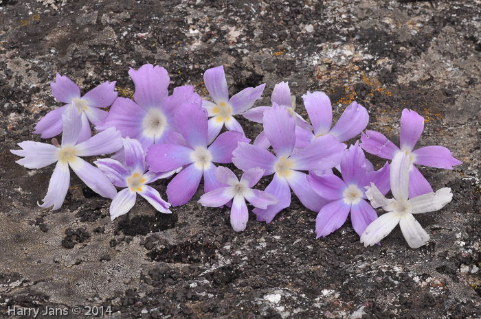 Primula deuteronana