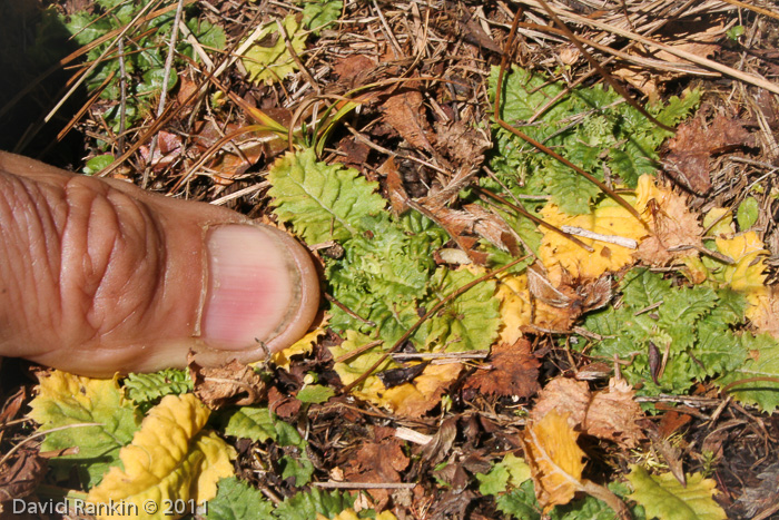 Primula deuteronana (Fall foliage)