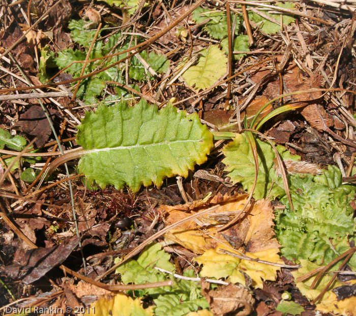 Primula deuteronana (Fall foliage)
