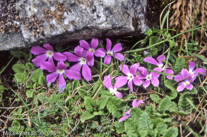 Primula deuteronana