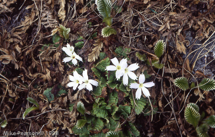 Primula deuteronana alba