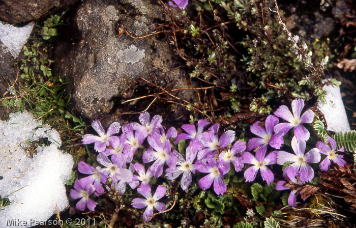 Primula deuteronana