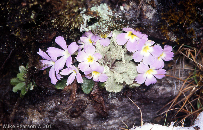 P. aureata X P. deuteronana