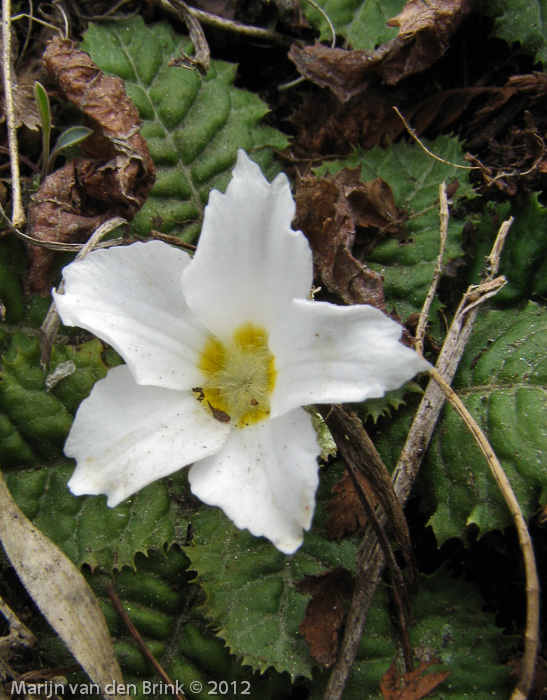 Primula deuteronana alba