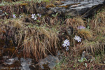 Primula deuteronana