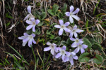 Primula deuteronana