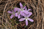 Primula deuteronana